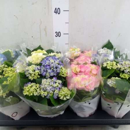Hydrangea- Hortenzia (mac. Mix) 10/25cm