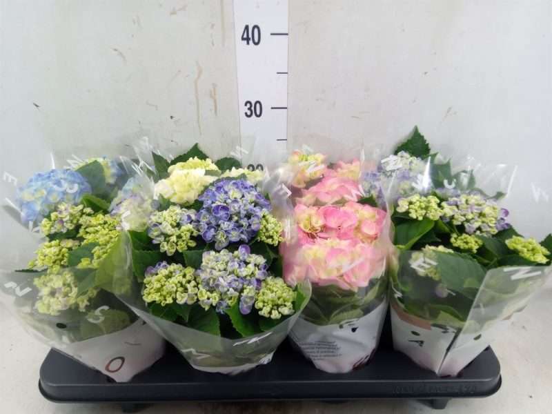 Hydrangea- Hortenzia (mac. Mix) 10/25cm
