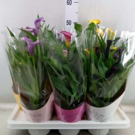 Zantedeschia- Kála (Mix) 14/45cm