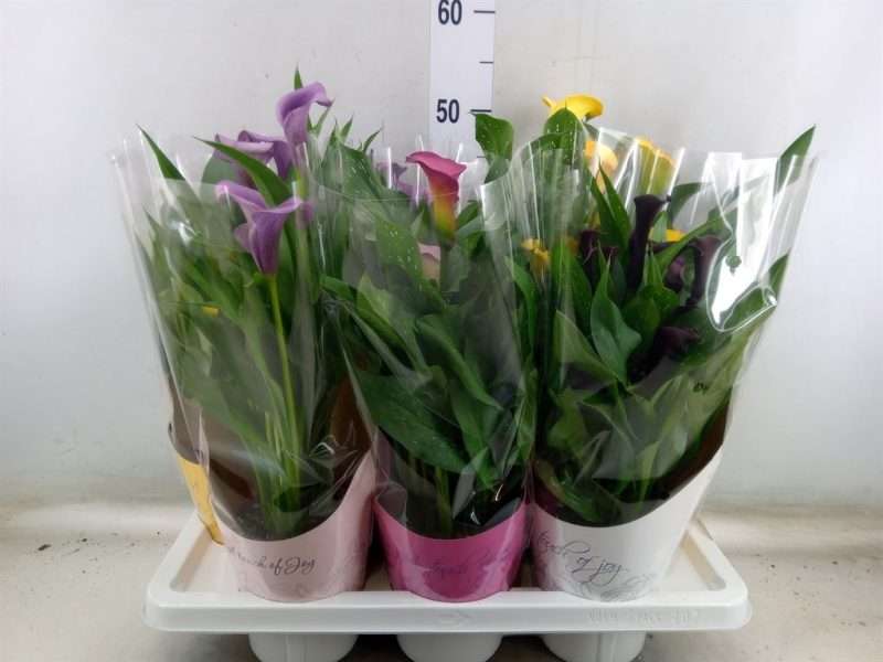 Zantedeschia- Kála (Mix) 14/45cm