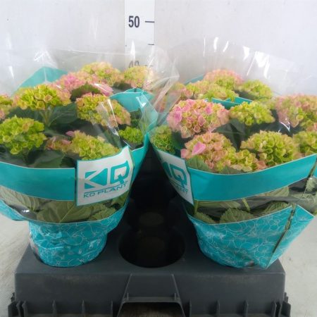 Hydrangea- Hortenzia (Mix) 10/25cm