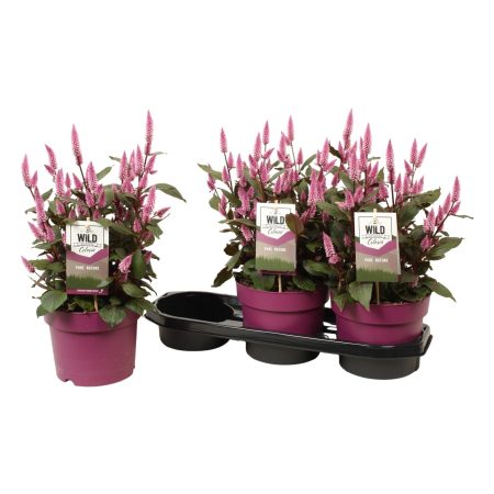 Celosia (Wild Pink)19/48cm