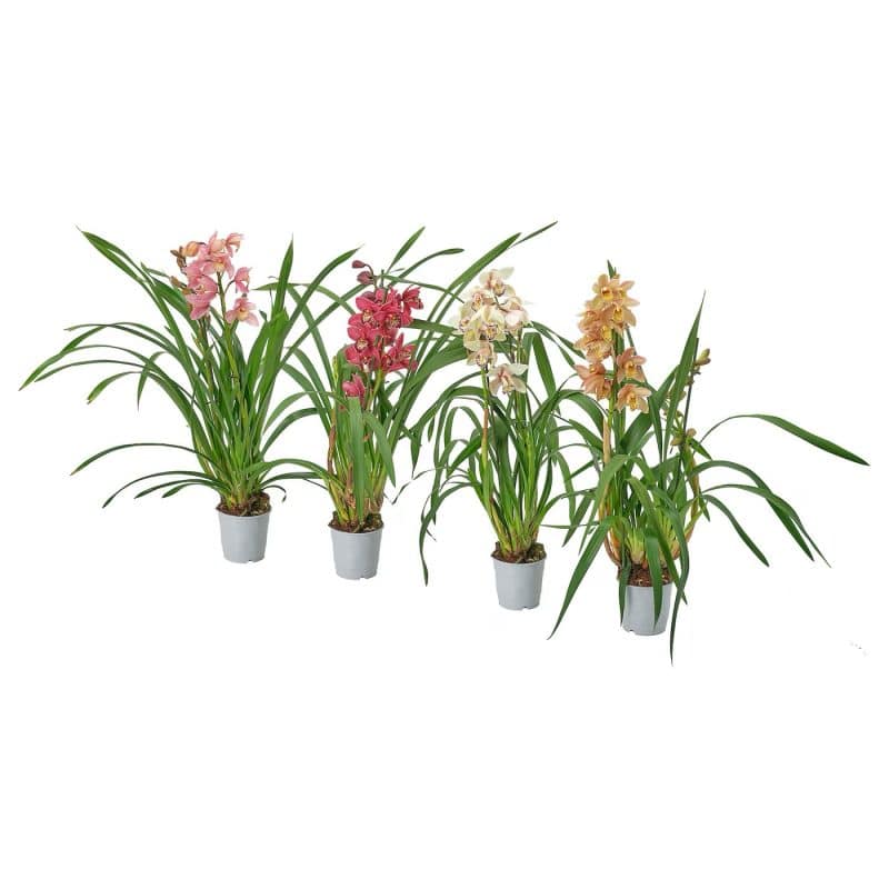 Cymbidium- Csónakorchidea (Mix) 12/60cm