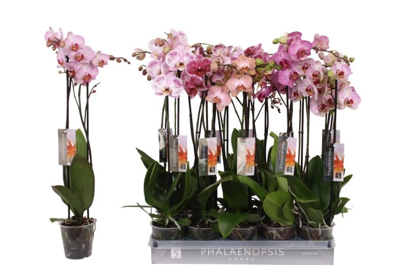 Phalaenopsis- Orchidea (Mix- 2 ágú) 12/60 cm