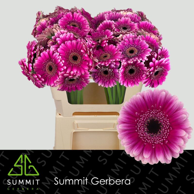 Lila Gerbera (Mini Design) 50cm