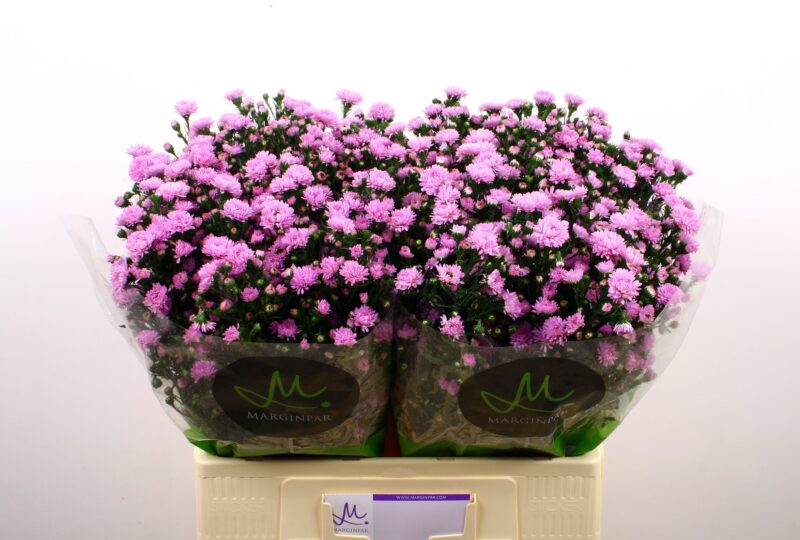 Aster- Őszirózsa (Double Date Pink) 70cm