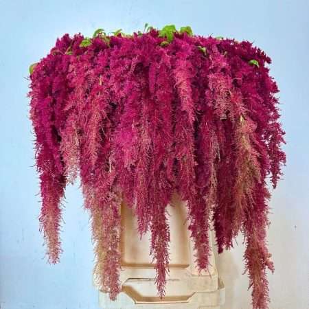 Amaranthus (Red Spider) 80cm