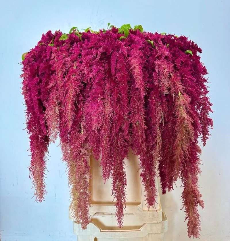Amaranthus (Red Spider) 80cm