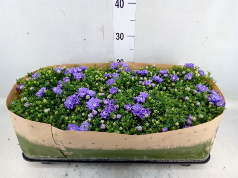 Campanula- Harangvirág (Blue Like Mee)- 10,5/20cm NN