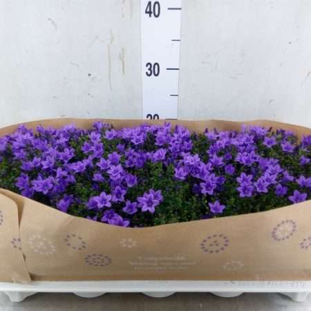 Campanula porten.- Harangvirág 10,5/22cm