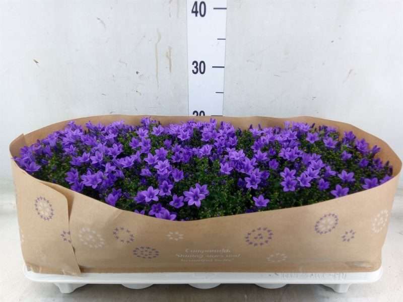 Campanula porten.- Harangvirág 10,5/22cm