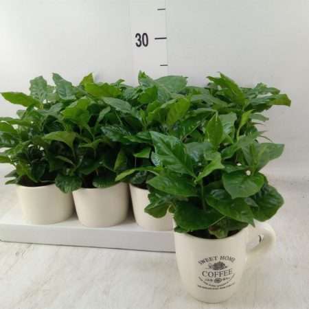 Coffea Arabica 9/15cm
