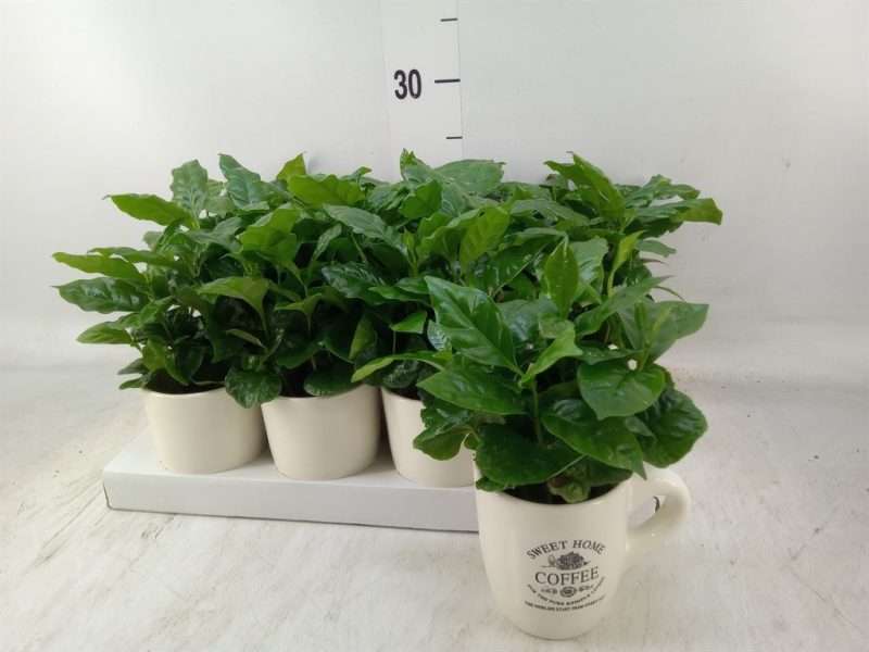 Coffea Arabica 9/15cm