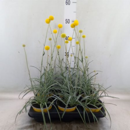 Craspedia Globosa- Dobverő virág (Golf Beauty) 12/50cm