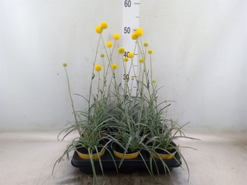Craspedia Globosa- Dobverő virág (Golf Beauty) 12/50cm
