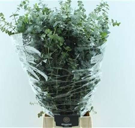 Eucalyptus Baby Blue 80cm/200g