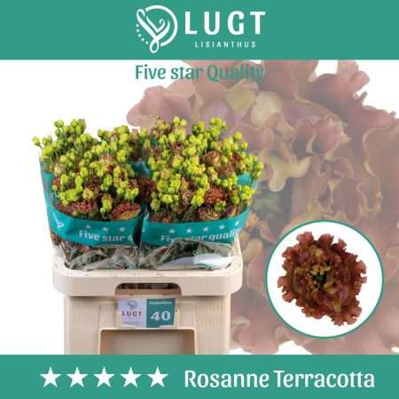 Terracotta Lisianthus (Rosanne Terracott) 70cm