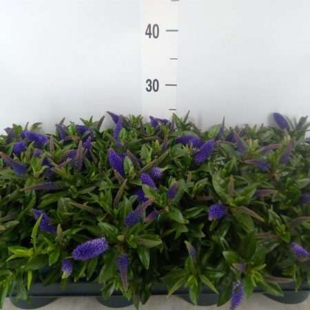 Hebedonna Andersonii- 12/27cm