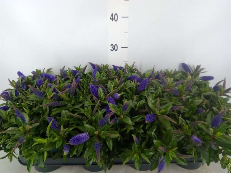 Hebedonna Andersonii- 12/27cm