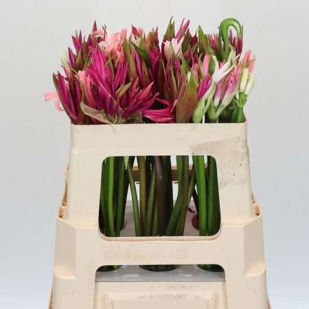 Nerine Bowdenii- Piros liliom (Mix) 50cm