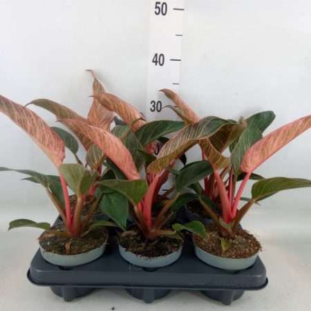 Philodendron - (Pink Bikini) 12/30cm