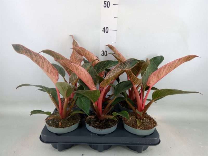 Philodendron - (Pink Bikini) 12/30cm