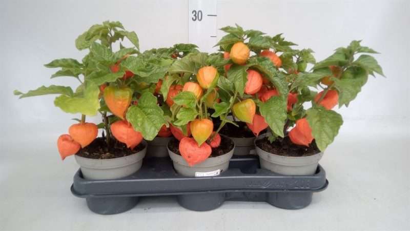 Physalis Alkekengi- Lampionvirág 11/22cm