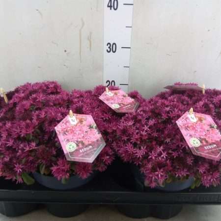 Sedum Cauticola- Japán varjúháj (Spot on deep Rose) 15/25cm