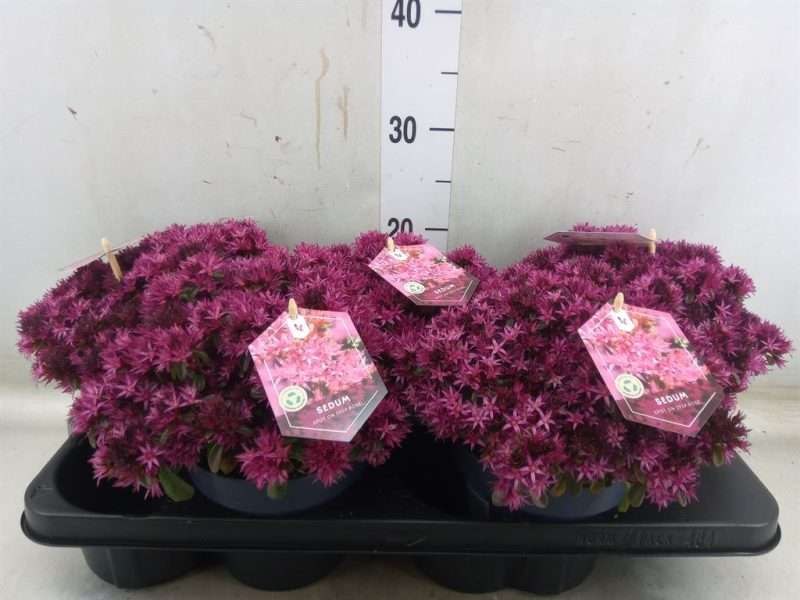 Sedum Cauticola- Japán varjúháj (Spot on deep Rose) 15/25cm