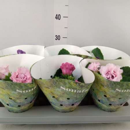Gloxinia (Sonata Mix) 13/20cm