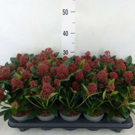 Skimmia Japonica (Rubella) 10,5/33cm