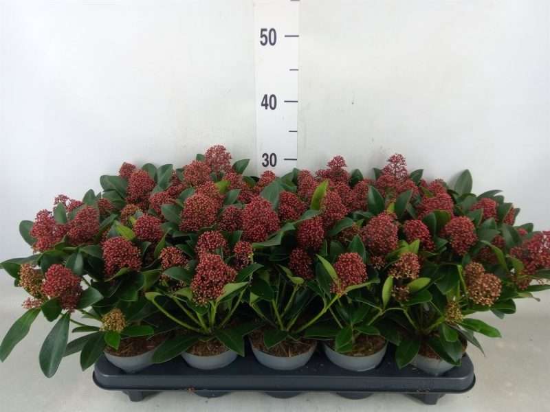Skimmia Japonica (Rubella) 10,5/33cm