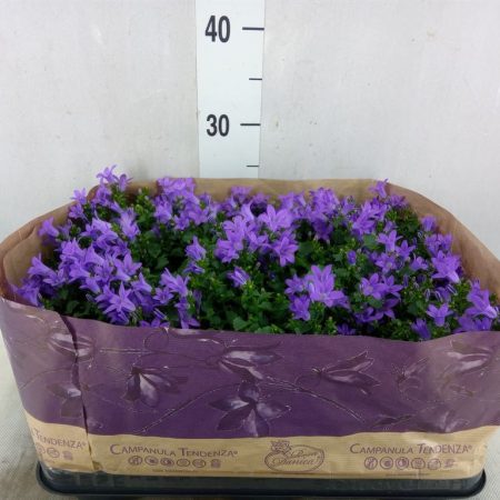 Campanula- Harangvirág (Blueone) 9/20cm