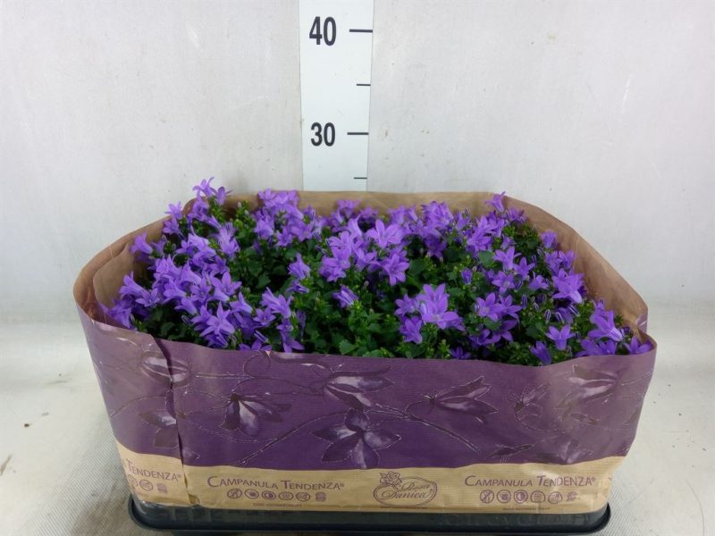 Campanula- Harangvirág (Blueone) 9/20cm
