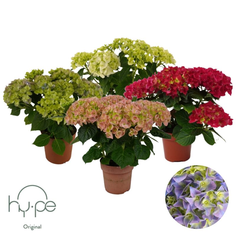 Hydrangea- Hortenzia (Mix ) 14/40cm