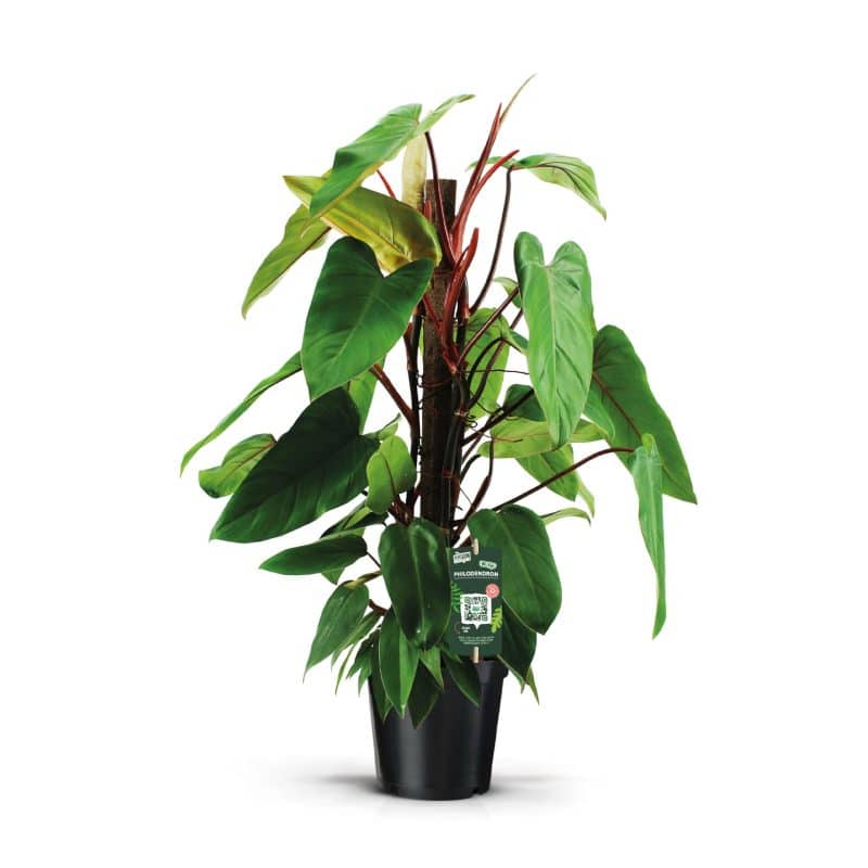 Philodendron Scandens (Red Emerald) 19/70cm