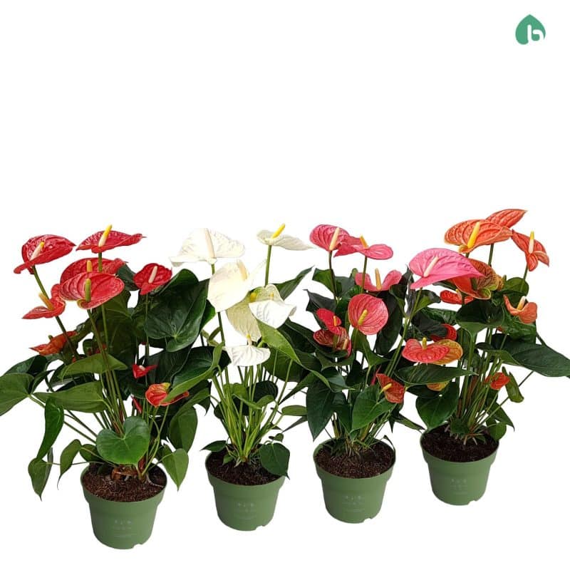 Anthurium- Flamingó (Perfect Mix) 12/50cm