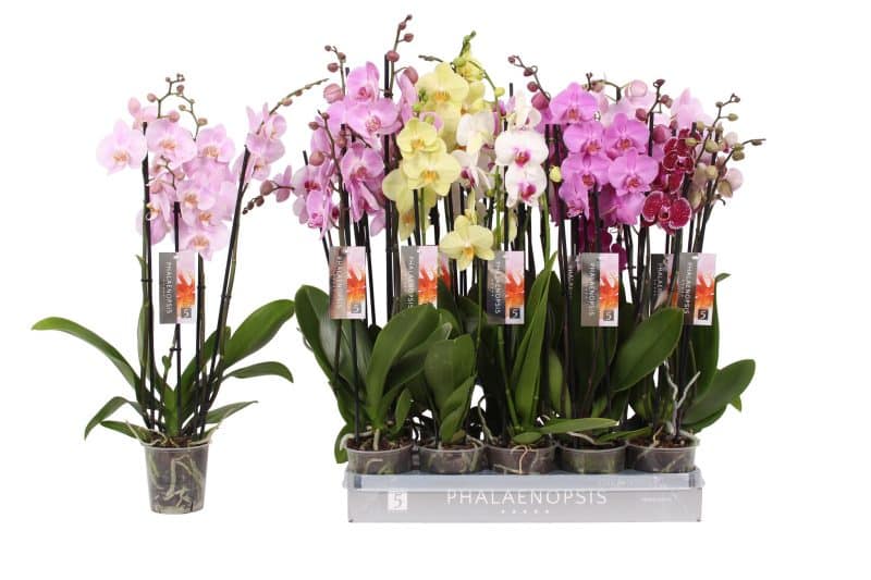 Phalaenopsis- Orchidea (Mix/ 4 ágú) 12/60cm