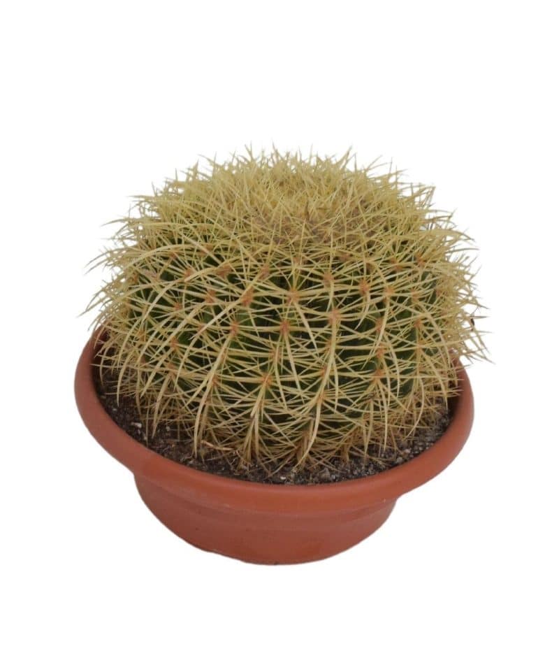 Echinocactus grusonii- Sünkaktusz 25/27cm