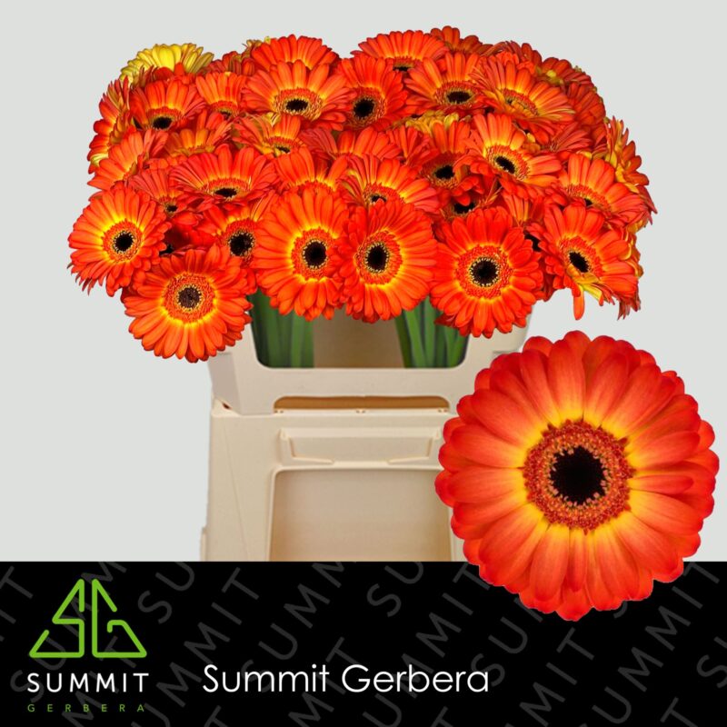 Narancssárga Gerbera (Mini Flamazing) 50cm NN