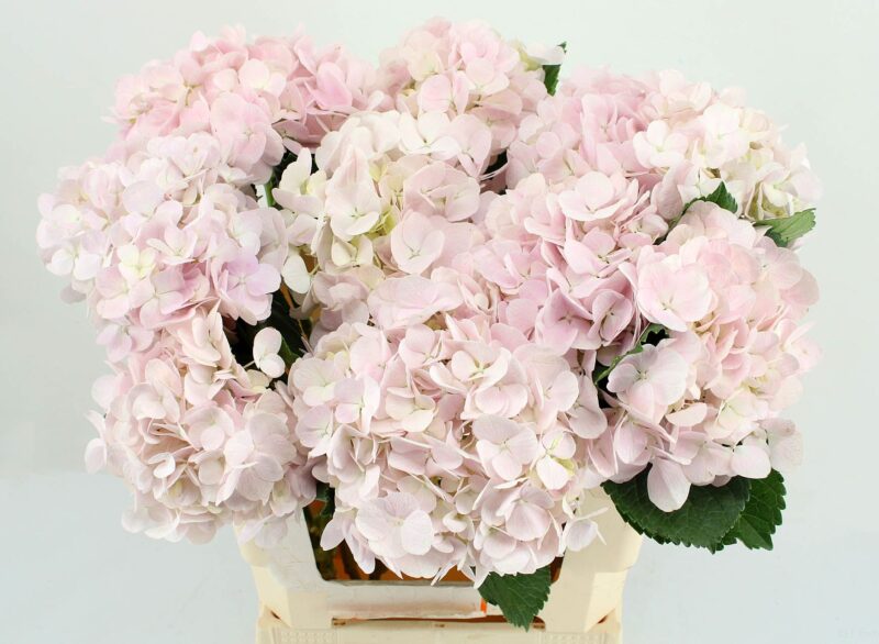 Hydrangea- Hortenzia (Dream) 65cm