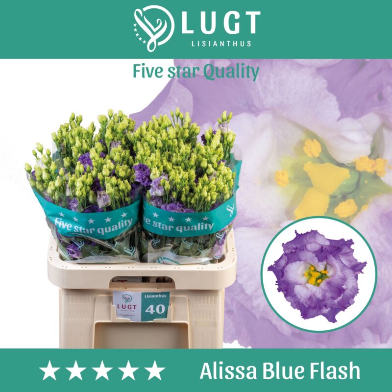 Lila Lisianthus (Double Alissa Blue Flash) 70cm