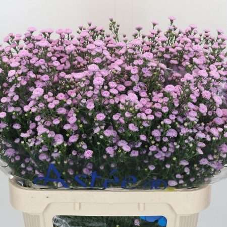 Aster- Őszirózsa (Mini Baby Pink) 85cm