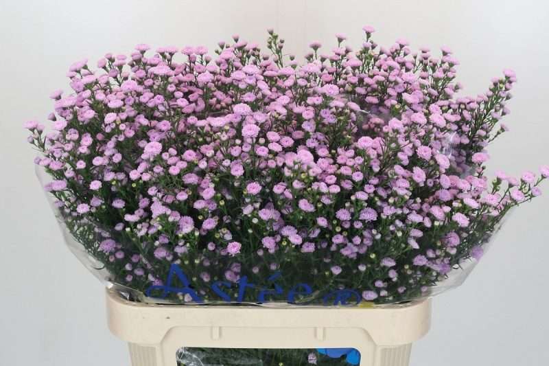Aster- Őszirózsa (Mini Baby Pink) 85cm