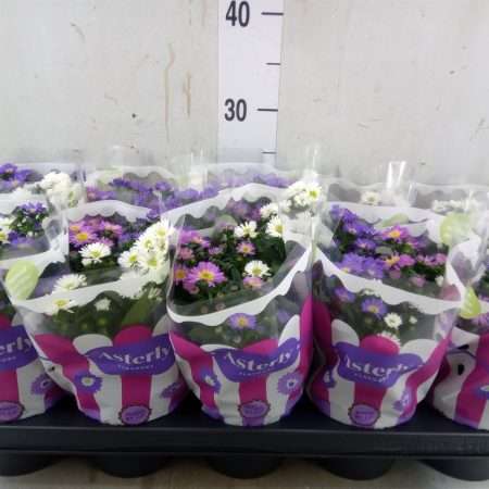 Aster Novi Belgii- Kopasz Őszirózsa (Starletta Mix) 12/25cm