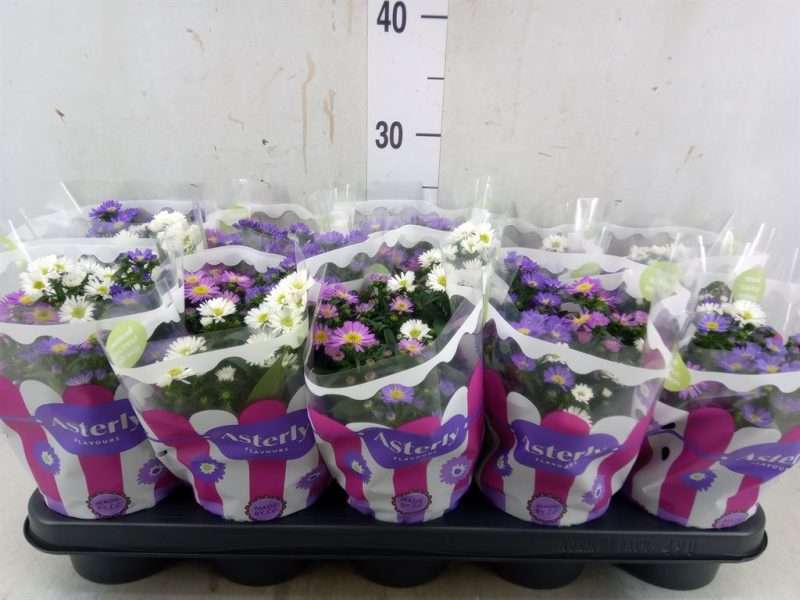 Aster Novi Belgii- Kopasz Őszirózsa (Starletta Mix) 12/25cm