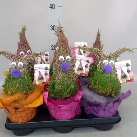 Calluna Vulgaris- Csarab (Faces) 12/28cm