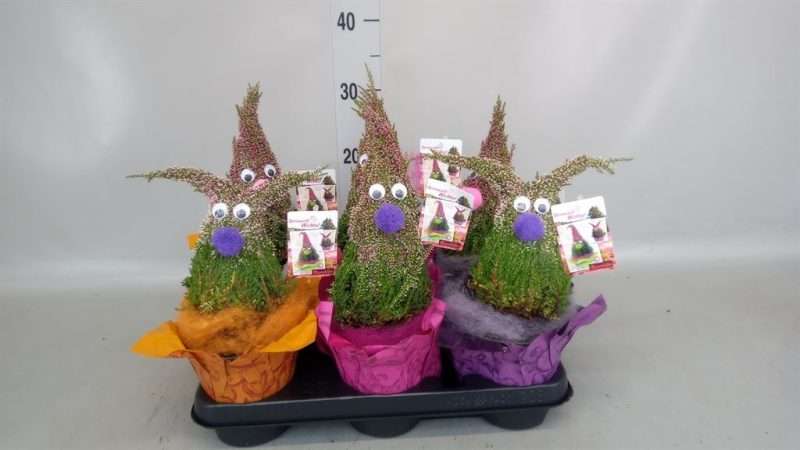 Calluna Vulgaris- Csarab (Faces) 12/28cm