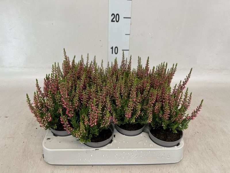 Calluna Vulgaris- Csarab (Beauty-Ladies Sylke) 6/15cm