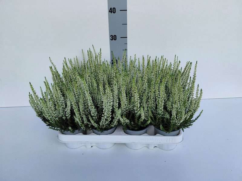 Calluna Vulgaris- Csarab (Beauty-Ladies Verenka) 9/20cm